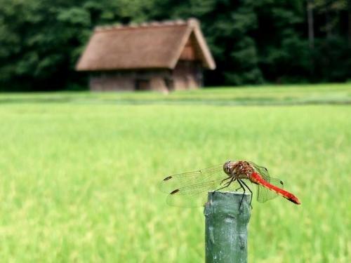 秋の大型連休、シルバーウィーク！ ６