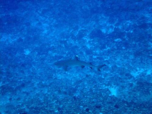 サイパン ダイビング