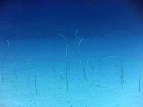 サイパン 体験ダイビング