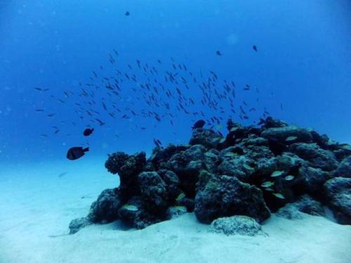 サイパン ダイビング