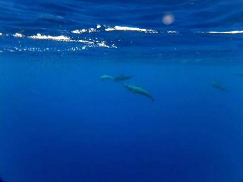 サイパン ダイビングショップ