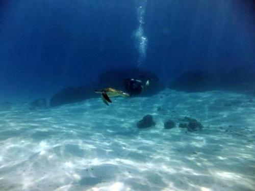 サイパン ダイビング