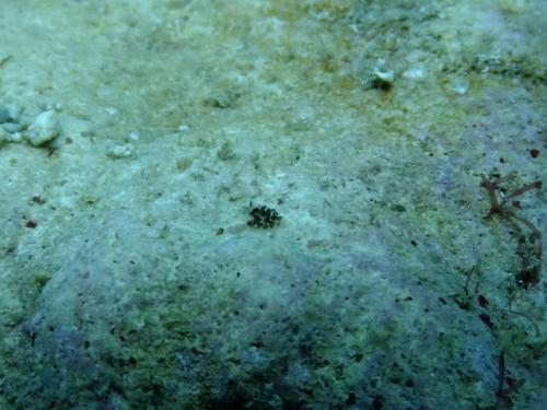 サイパン ダイビングショップ