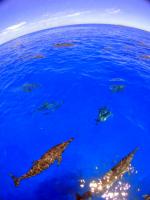 サイパン　ダイビングショップ