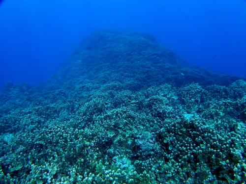 サイパン ダイビング ライセンス