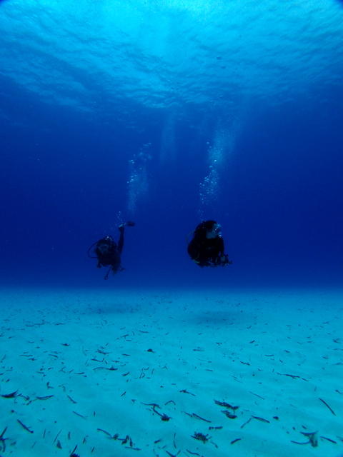 サイパン ダイビング ライセンス