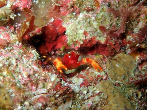 サイパン ダイビング