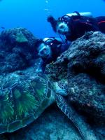 サイパン ダイビング