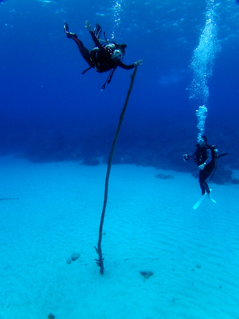サイパン ダイビング ライセンス