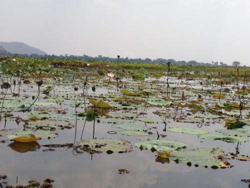 コンピン・ブイ1