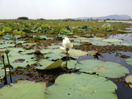 コンピン・ブイ2