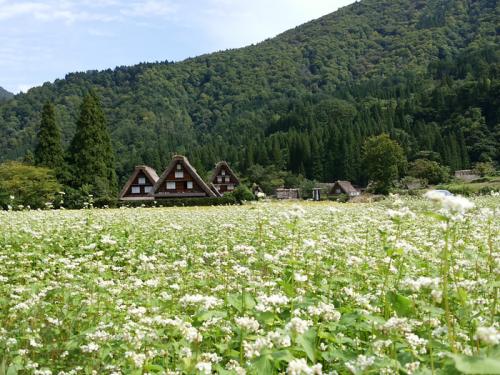 秋の旅行は白川郷で決まり◎ ８