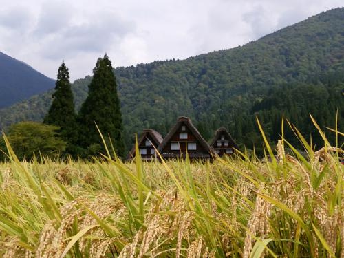 白川郷 稲刈りの後・・・・１