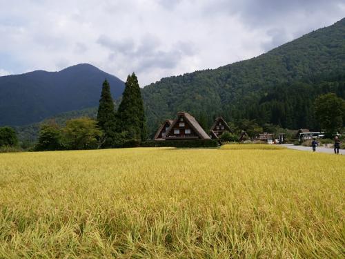白川郷 稲刈りの後・・・・２