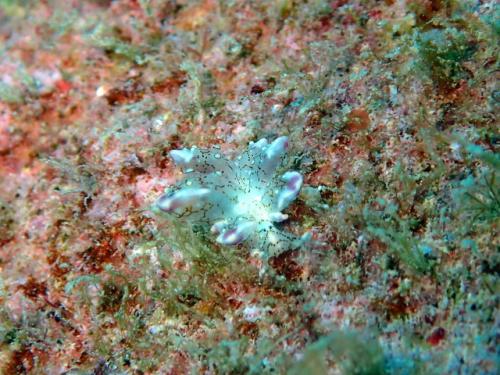 サイパン 体験ダイビング