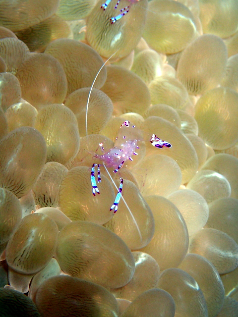 サイパン ダイビング