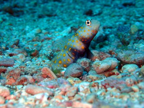 サイパン ダイビングショップ