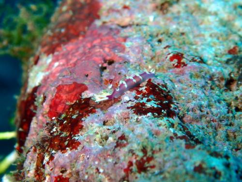 サイパン ダイビング