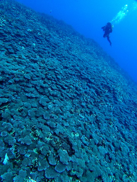サイパン ダイビング ライセンス