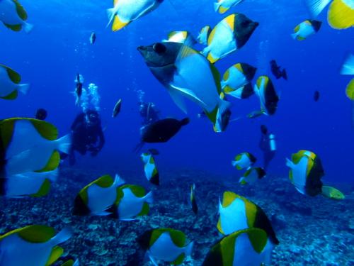 サイパン 体験ダイビング