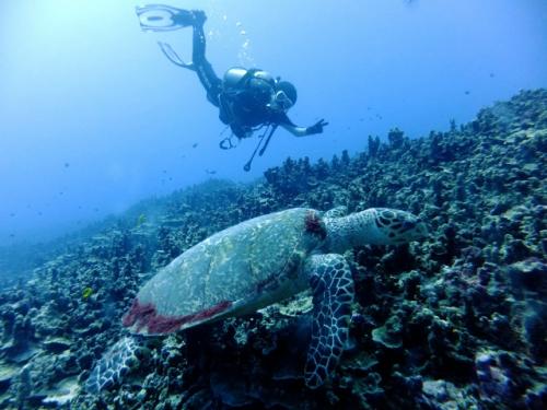 サイパン ダイビング