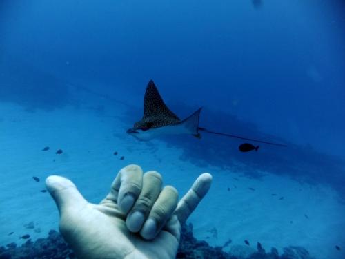 サイパン ダイビング ライセンス