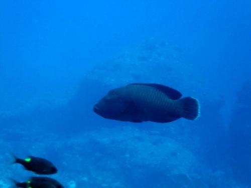 サイパン ダイビング