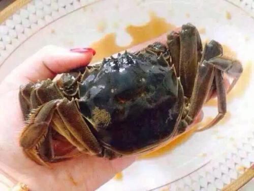 酔っ払い上海蟹６