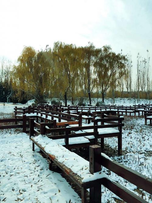 北京の初雪１１
