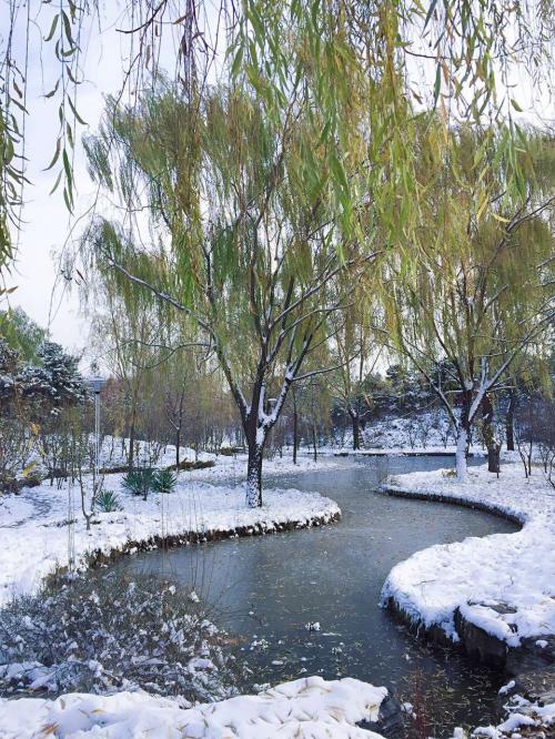 北京の初雪１３