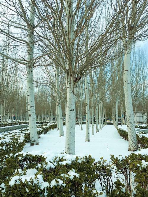 北京の初雪１５