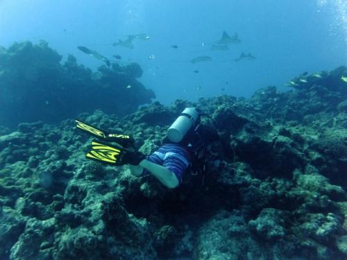 サイパン 体験ダイビング