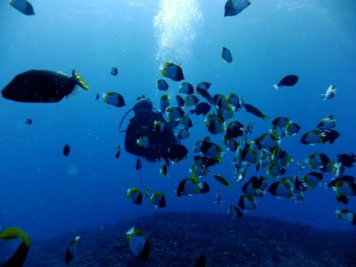 サイパン ダイビング ライセンス