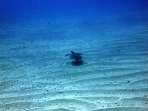 サイパン ダイビング