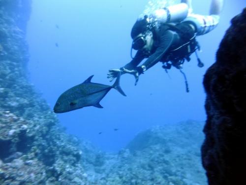 サイパン ダイビング