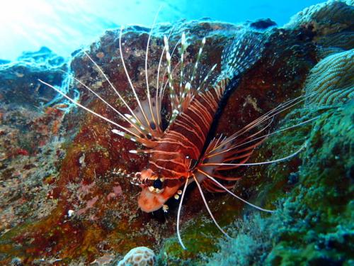 サイパン ダイビング ライセンス