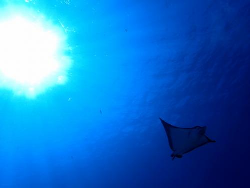 サイパン ダイビングショップ