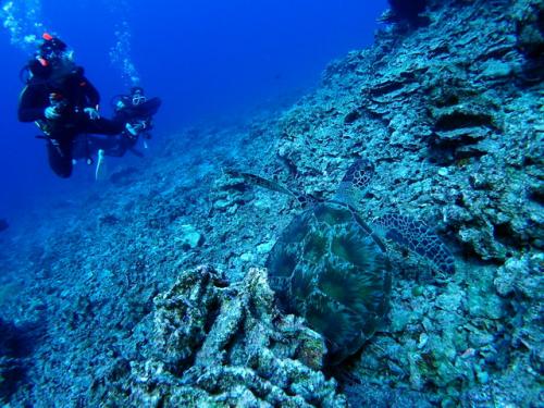 サイパン 体験ダイビング