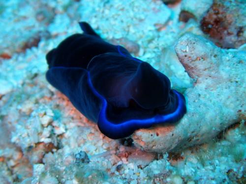 サイパン ダイビングショップ