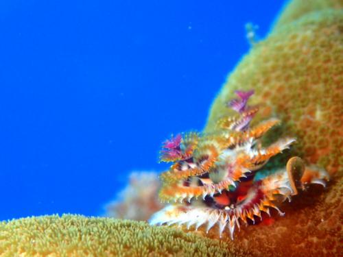 サイパン 体験ダイビング