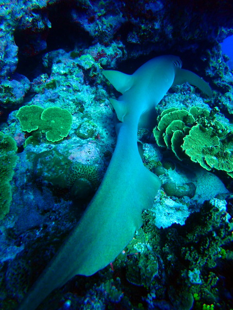 サイパン 体験ダイビング