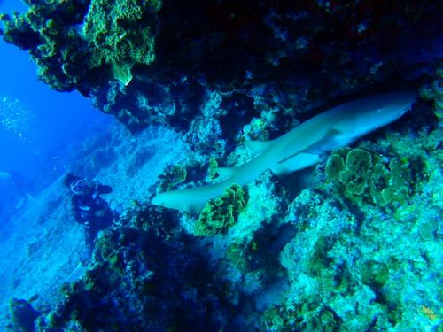 サイパン ダイビングショップ