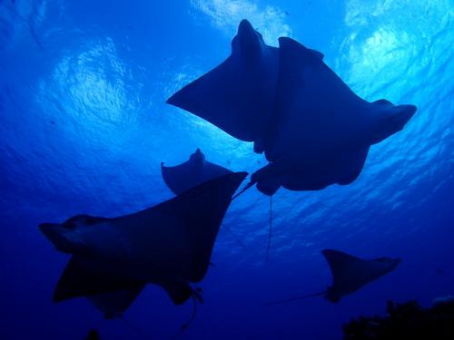 サイパン ダイビング