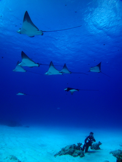 サイパン ダイビング