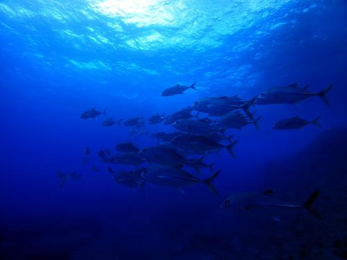 サイパン ダイビングショップ