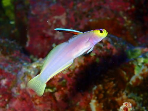 サイパン 体験ダイビング