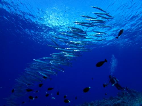 サイパン ダイビングショップ