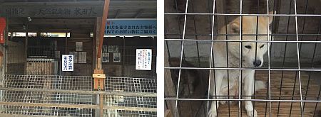 秋田犬見学所