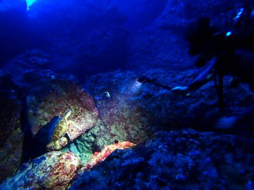 サイパン 体験ダイビング