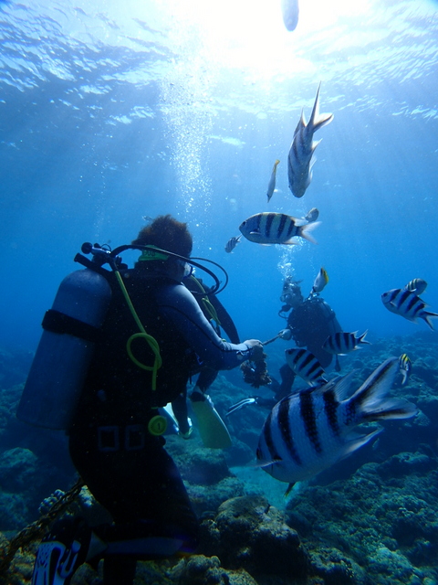 サイパン 体験ダイビング